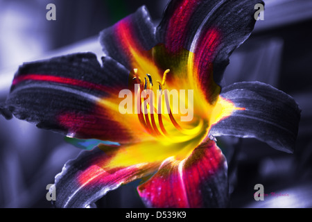 Abstract lily flower in vivid colors Stock Photo