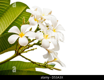 A bunch of white Frangipani isolated on the white background. Stock Photo