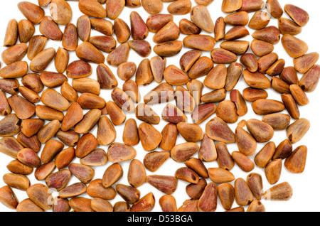 Nuts of Siberian Cedar Pine (Pinus sibirica) Stock Photo