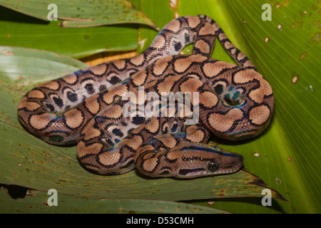 Rainbow Boa (Epicrates cenchia), Recently born. Guyana. Species found Central and South America, from Costa Rica to Argentina. Stock Photo