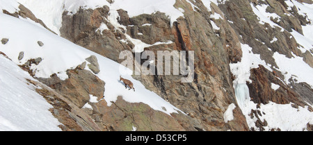 Chamois on Domes de Miage, France Stock Photo