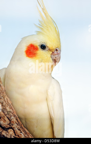 cockatoo parrot isolated on white Stock Photo