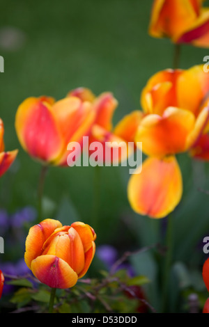Tulips in Spring, Cheshire - UK Stock Photo