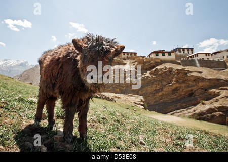 small yak on green field in mountain Stock Photo