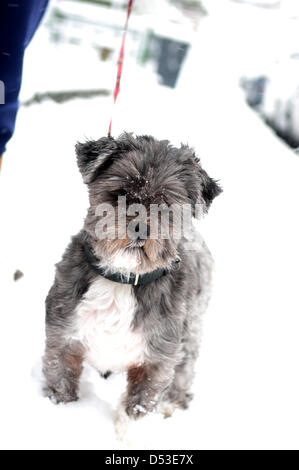 Hucknall, Notts, UK. 23rd March 2013. Snow continues to fall adding  to already deep snow.Dog and owner enjoy walk in snow. Stock Photo