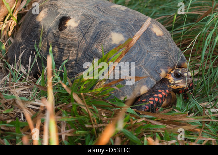 Red-footed Tortoise Chelonoides (Geochelone) carbonaria. Adult. Native to much of northern South America. Here in Guyana. Stock Photo