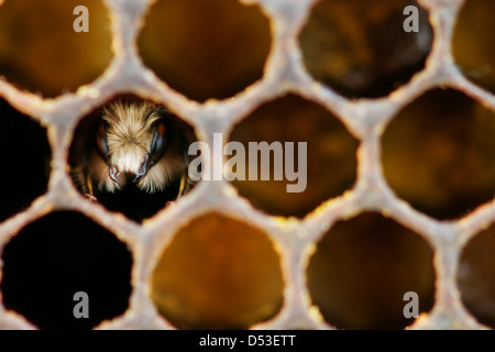yong bee inside honeycomb closeup Stock Photo