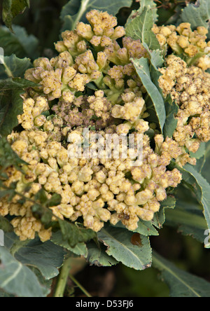 Cauliflower (Brassica oleracea) Stock Photo