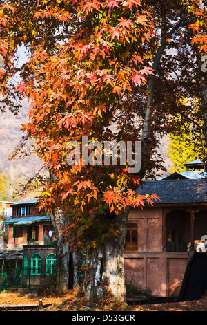 Maple leaves on a tree in a garden, Nishat Bagh, Srinagar, Jammu And Kashmir, India Stock Photo