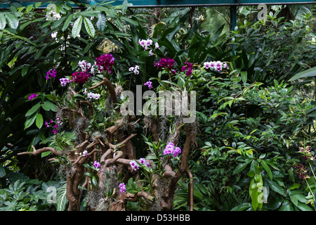 Multiple orchid flowers on a tree in the National Orchid Garden in Singapore. There are wide variety of colored flowers. Stock Photo