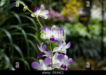 Purple orchid flower inside the National Orchid Garden in Singapore. The Orchid garden is located inside the Botanical Garden. Stock Photo