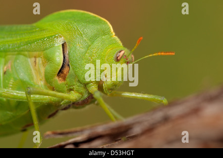 Portrait of a green bladder grasshopper (Bullacris intermedia), South Africa Stock Photo