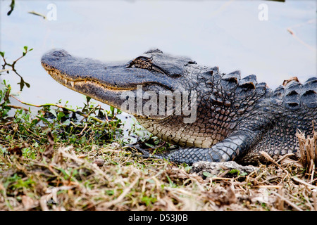 An Alligator in Brazos Bend State Park, Needville, Texas, USA Stock Photo