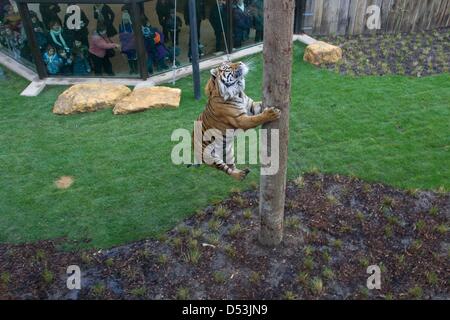 New tiger territory opened in London zoo. new tiger territory opened by  Prince Philip at London Zoo. Stock Photo