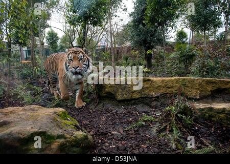 New tiger territory opened in London zoo. new tiger territory opened by  Prince Philip at London Zoo. Stock Photo