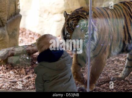 New tiger territory opened in London zoo. new tiger territory opened by  Prince Philip at London Zoo. Stock Photo