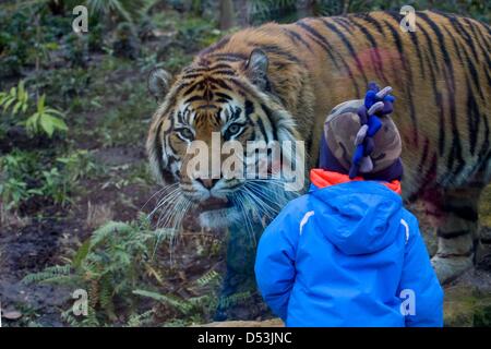 New tiger territory opened in London zoo. new tiger territory opened by  Prince Philip at London Zoo. tiger, london, zoo, animal, wild Stock Photo