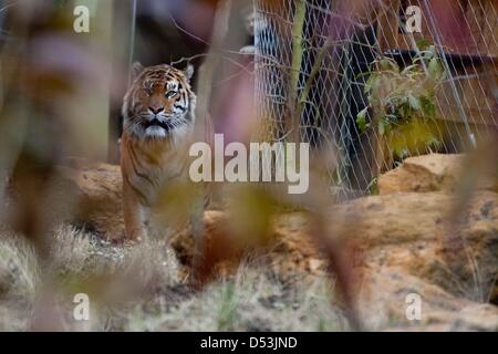 New tiger territory opened in London zoo. new tiger territory opened by  Prince Philip at London Zoo. Stock Photo