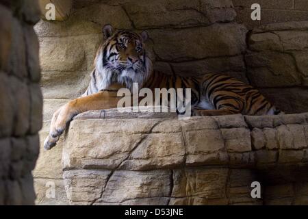 New tiger territory opened in London zoo. new tiger territory opened by  Prince Philip at London Zoo. tiger, london, zoo, animal, wild Stock Photo