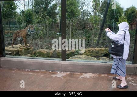 New tiger territory opened in London zoo. new tiger territory opened by  Prince Philip at London Zoo. tiger, london, zoo, animal, wild Stock Photo