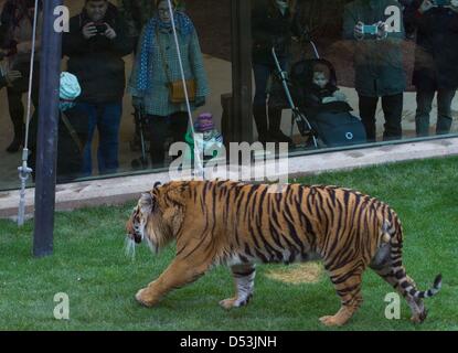 New tiger territory opened in London zoo. new tiger territory opened by  Prince Philip at London Zoo. tiger, london, zoo, animal, wild Stock Photo