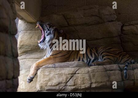 New tiger territory opened in London zoo. new tiger territory opened by  Prince Philip at London Zoo. tiger, london, zoo, animal, wild Stock Photo