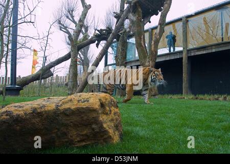 New tiger territory opened in London zoo. new tiger territory opened by  Prince Philip at London Zoo. Stock Photo