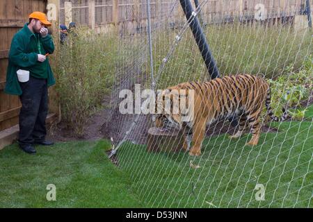 New tiger territory opened in London zoo. new tiger territory opened by  Prince Philip at London Zoo. Stock Photo