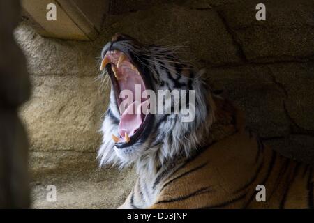 New tiger territory opened in London zoo. new tiger territory opened by  Prince Philip at London Zoo. Stock Photo