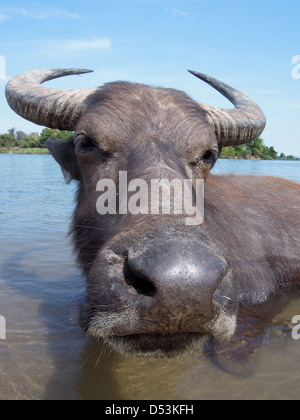 Water buffalo on river Mekong at Don Det island on Laos Stock Photo