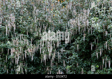 GARRYA ELLIPTICA Stock Photo