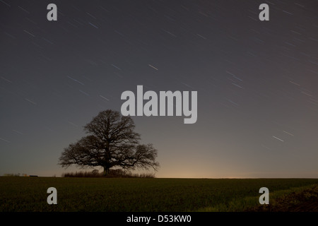 Star trails above an old oak known as "Råde eika" in Råde kommune, Østfold fylke, Norway. Stock Photo