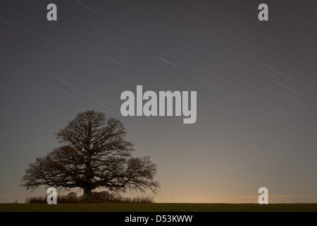 Star trails above an old oak known as "Råde eika" in Råde kommune, Østfold fylke, Norway. Stock Photo