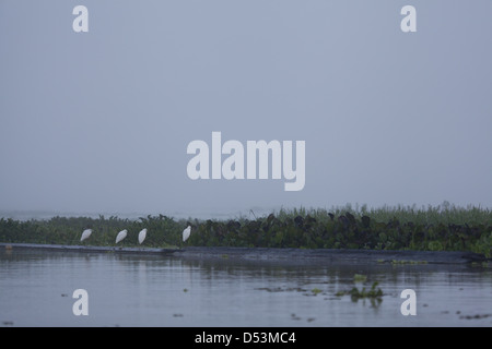 Egrets in mist at Rio Chagres, Soberania national park, Republic of Panama. Stock Photo
