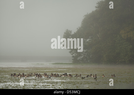 A flock of ducks on a misty morning on Rio Chagres, Soberania national park, Gamboa, Republic of Panama. Stock Photo