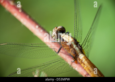 Details on a Dragonfly at Cienaga las Macanas nature reserve, Herrera province, Republic of Panama. Stock Photo