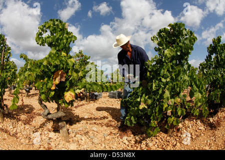 Workers collect grapes at a vineyard in the island of Mallorca. Stock Photo