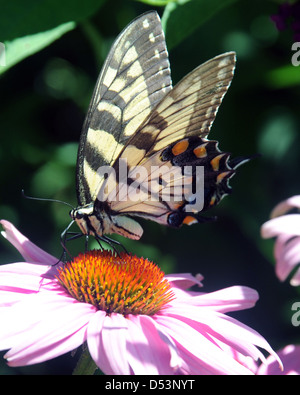 Yellow Swallowtail butterfly large colorful in family Papilionidae sits on pink flower, Swallowtails species Papilio machaon, Stock Photo
