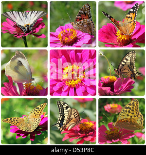 collage with butterflies sitting on zinnia Stock Photo