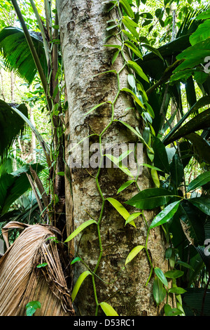 Vallée de Mai rain forest, Praslin island, Seychelles Stock Photo