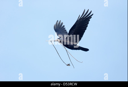 Rook, Corvus frugilegus, single bird in flight with nest stick, Warwickshire, March 2013 Stock Photo
