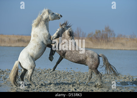 Camargue Horse (Equus caballus) two stallions fighting in a marsh in winter Camargue - France Stock Photo