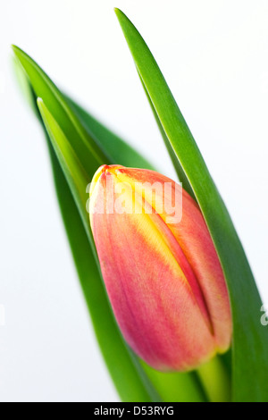A single red and yellow tulip against a white background. Stock Photo