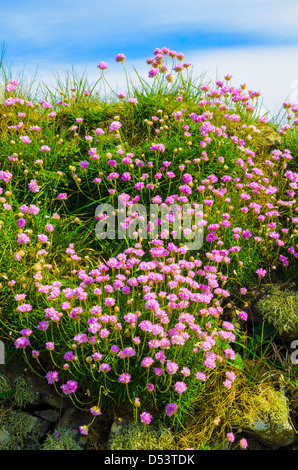 Thrift growing on a wall along the South West Coast Path on the North Cornwall coastline, England. Stock Photo