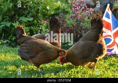 Three happy Welsummer hens in english country garden Stock Photo