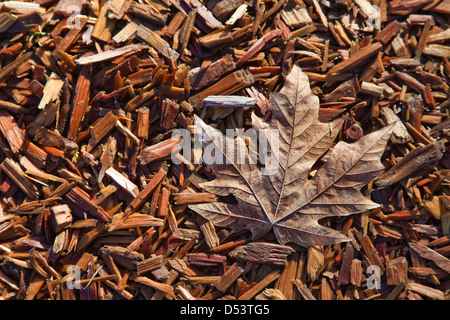 A dried Maple leaf laying on a bed of wood chips. Stock Photo
