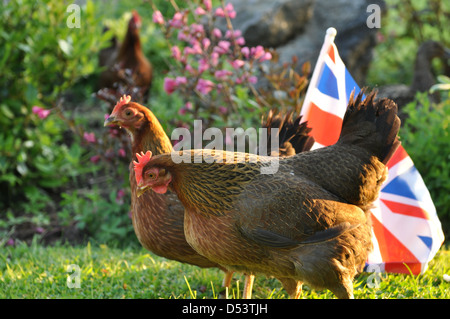 Welsummer hens in english country garden with GB flag Stock Photo