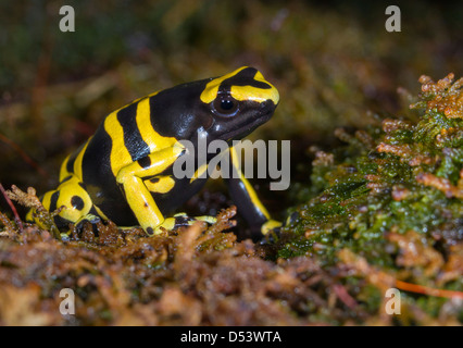 Yellow-banded poison dart frog or bumblebee poison frog (Dendrobates leucomelas). Stock Photo