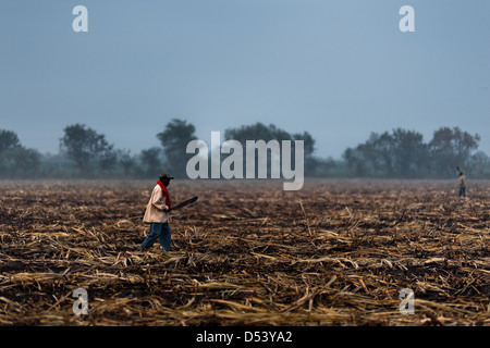 A worker cuts rotten stubs of sugar cane stalks on a harvested field near Florida, Valle del Cauca, Colombia. Stock Photo