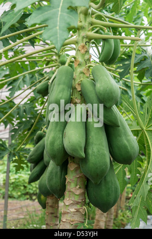 close up of papaya tree Stock Photo